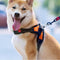Dog Harness with Handle - The Happy Paw Store