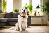 Happy golden retriever showing off a stylish custom leather dog collar in a cozy, pet-friendly living room