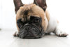 How to prevent your new puppy suffering from separation anxiety