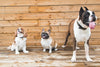 Preparing your home and garden for a new dog.