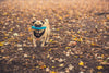 Socialising your New Pet