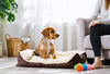 Adorable puppy learning with puppy training essentials like a cozy bed and playful chew toys