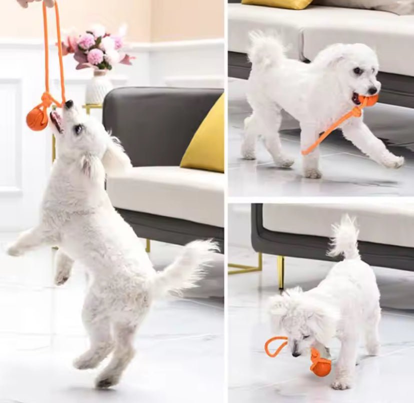 Dog Ball on Rope