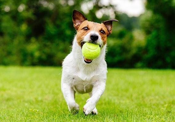 Automatische mini-ballenwerper