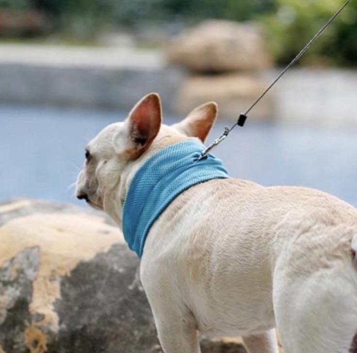 Koelhalsband voor honden