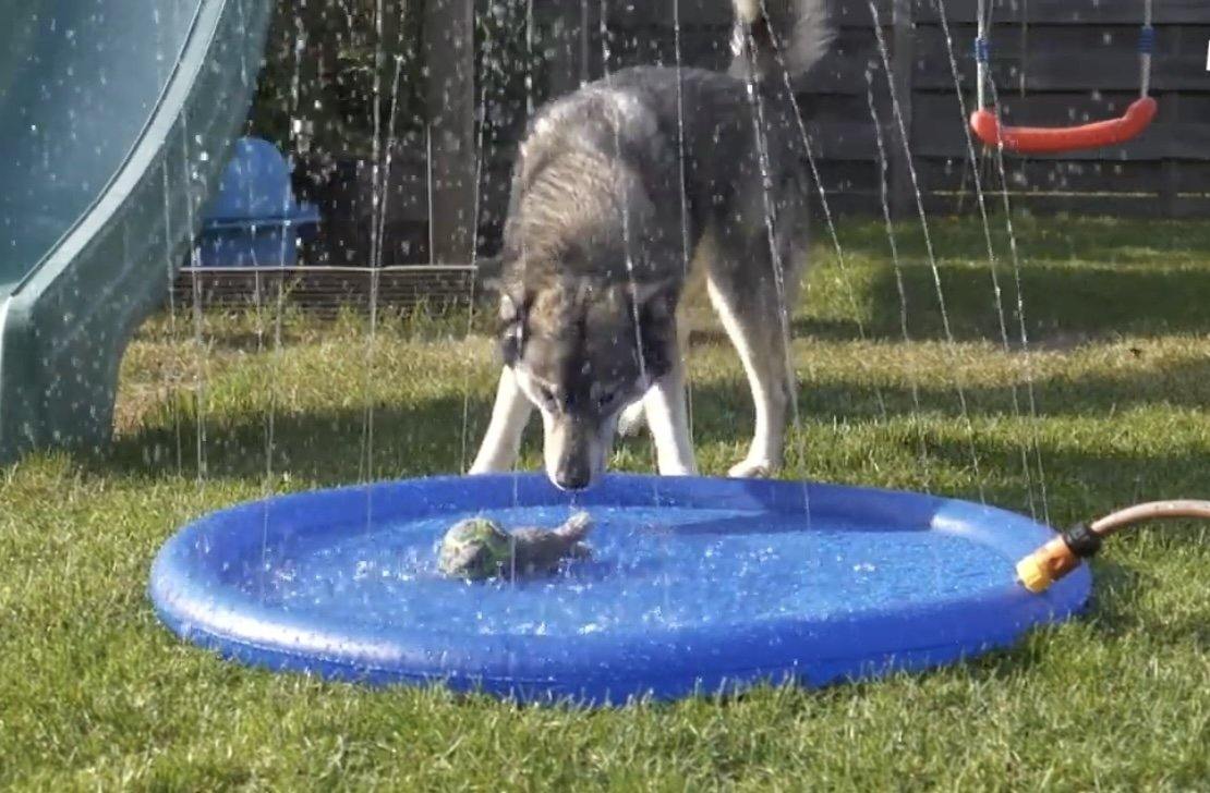 Dog Water Splash Mat - Temu
