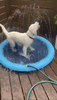 Load image into Gallery viewer, Dog Sprinkler Mat