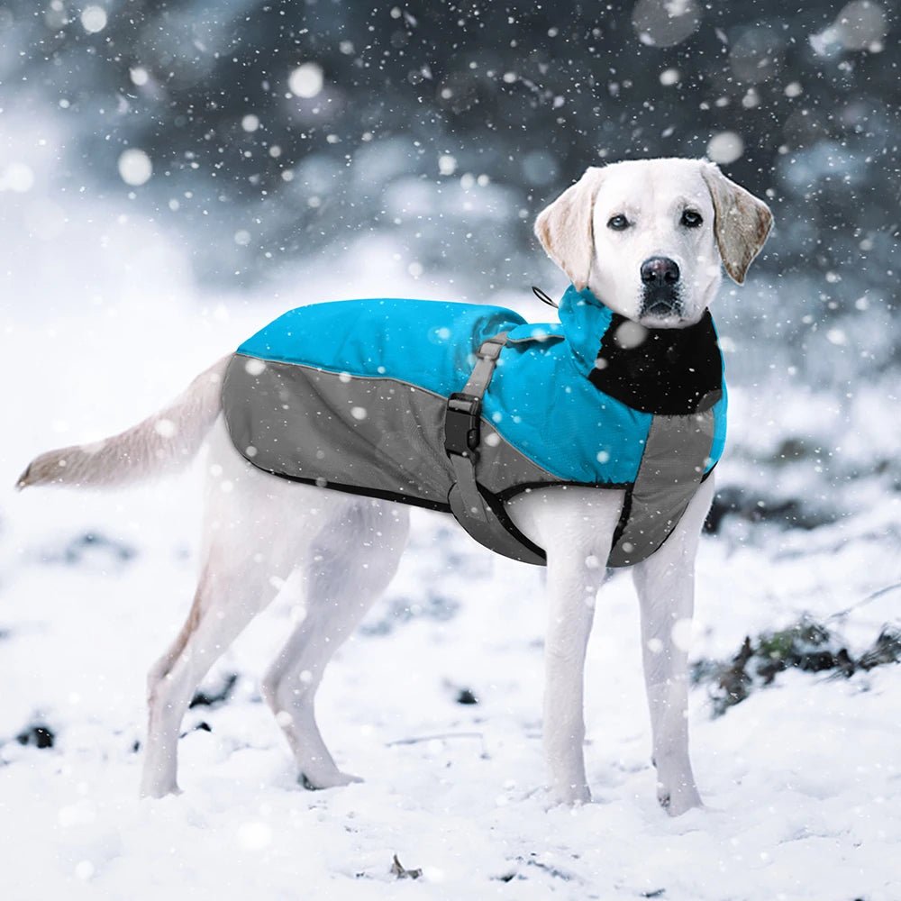 Large dog hot sale winter coats