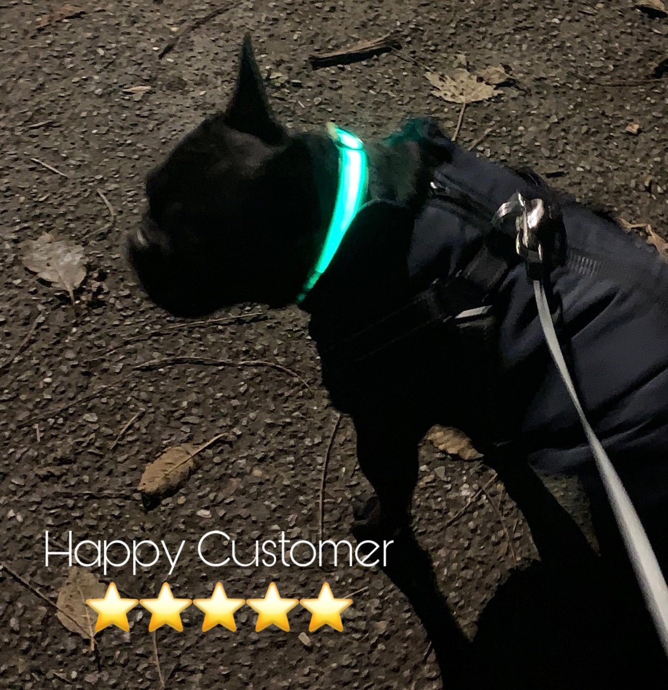 LED Dog Collar