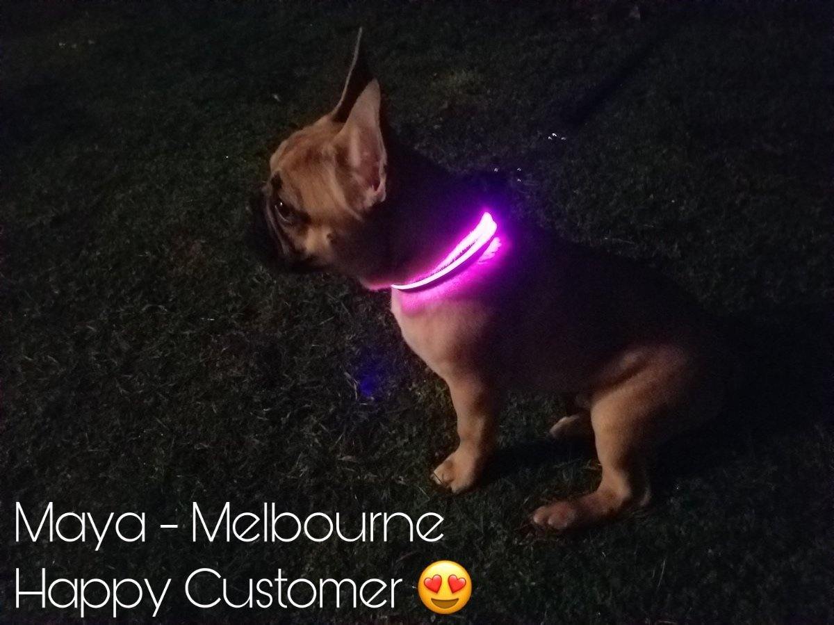 LED Dog Collar