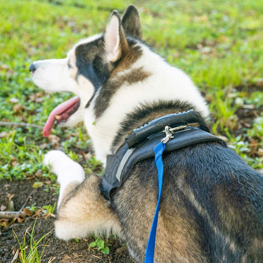 Longue laisse de dressage pour chiens -5m/10m/15m/20m/30m