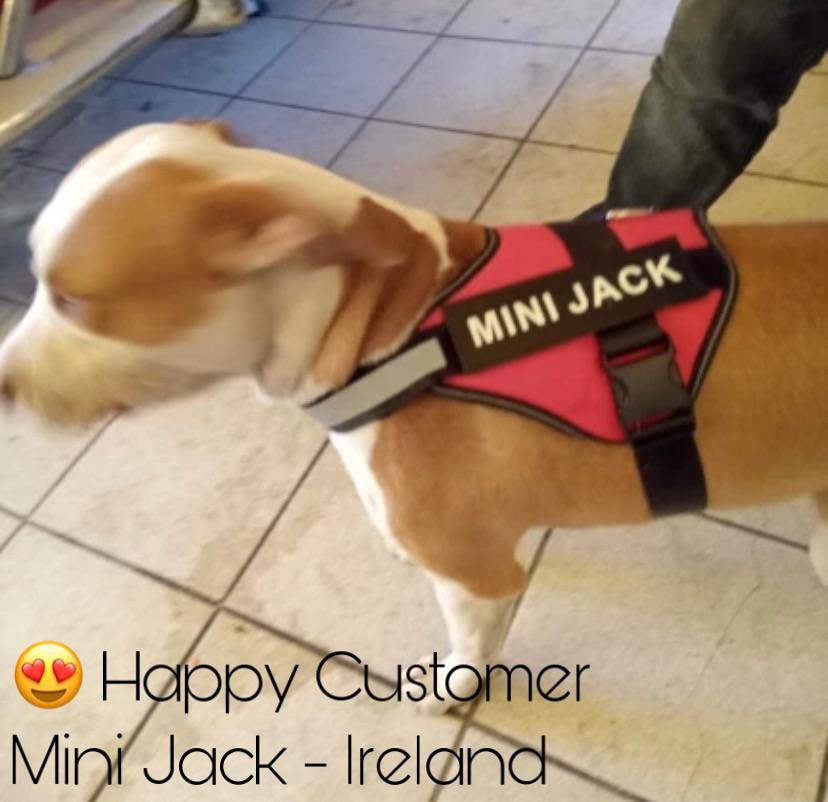 Personalised Dog Harness No Pull Dog Harness – The Happy Paw Store