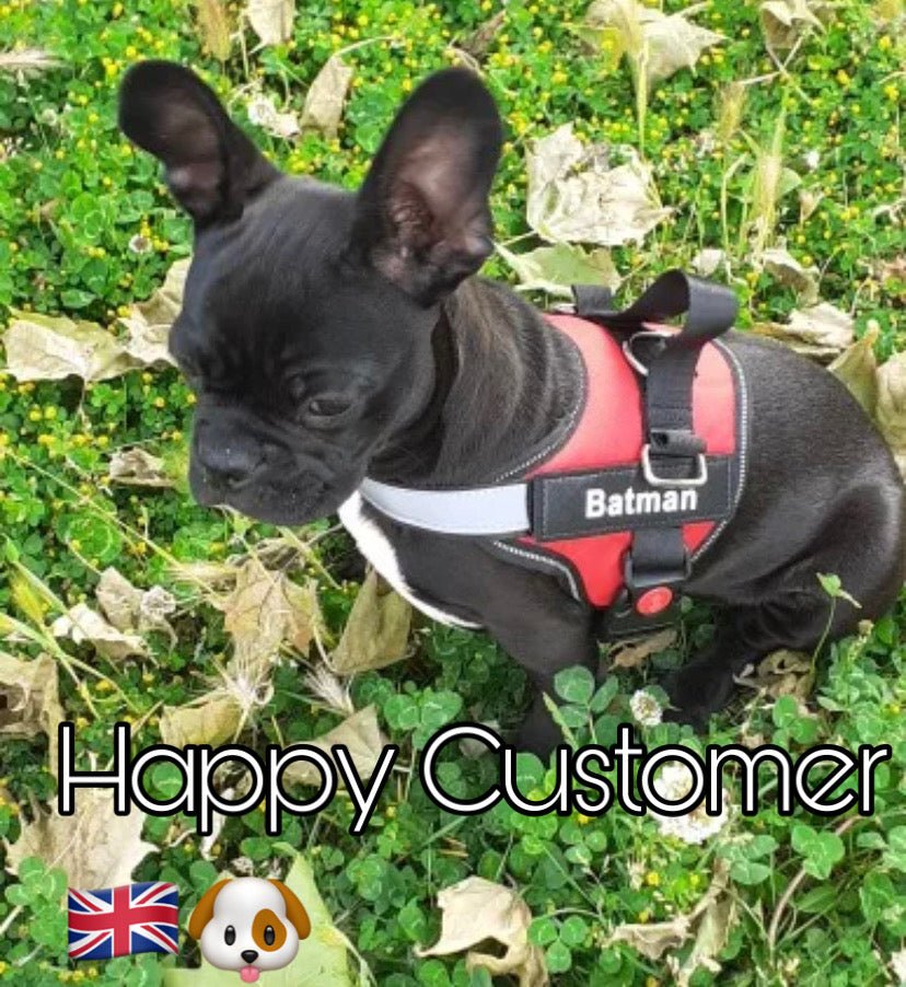 Personalised Dog Harness