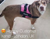 Personalised Dog Harness