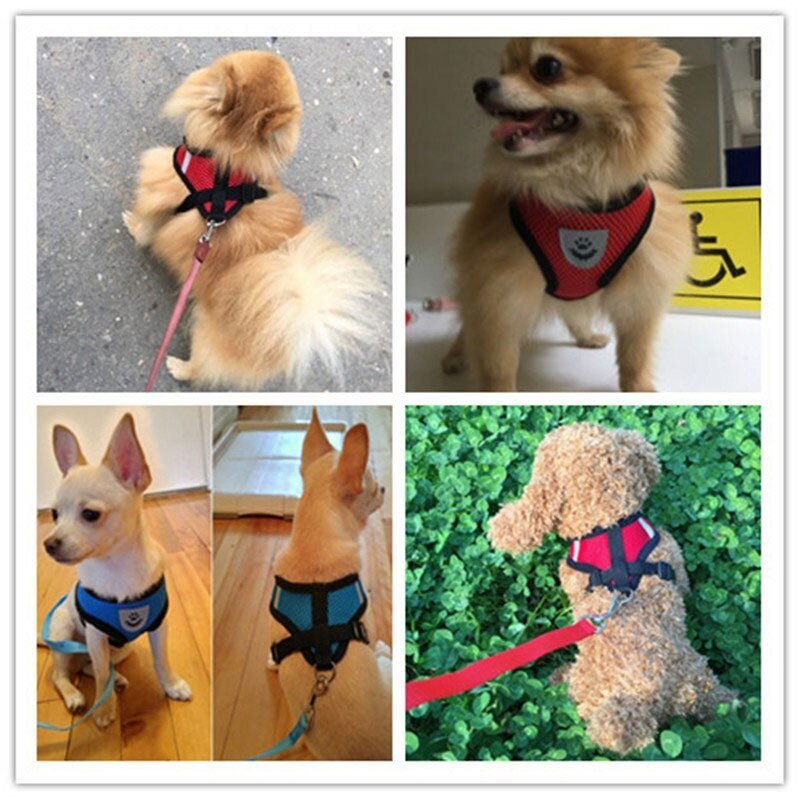 Puppy Harness and Lead