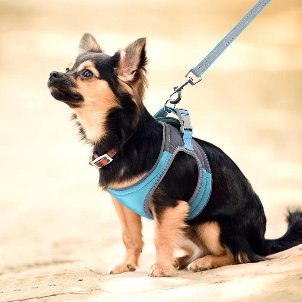 Harnais pour petit chien avec laisse